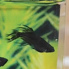 改良メダカ　ブラックオニキス　２匹セット１５００円