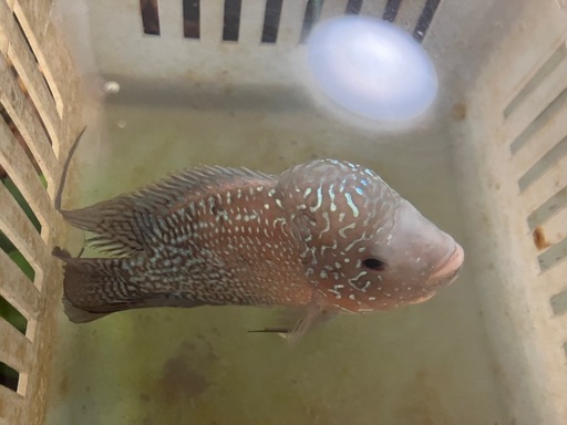 熱帯魚フラワーホーン13センチ