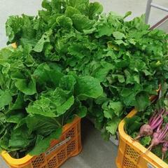 採れたて野菜販売します
