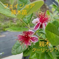 フェイジョア訳けあり挿木苗クーリッジ苗2年生③ポットのまま発送