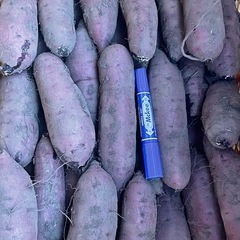焼き芋専用サイズ　紅はるか　掘り立て泥付き1キロ