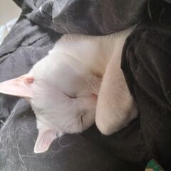 里親募集中です。