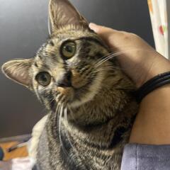 家族が決まりました🍀超甘えん坊のスリゴロ男子‼キジトラ推定1才♂