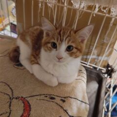 トライアル決定の為、一旦募集を停止します🐱生後2ヶ月の茶白の女の子🐱