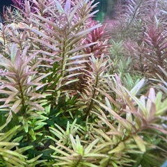 11/15投稿 水草 ロタラ インディカ5本の画像