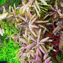 11/15投稿 水草 ロタラ インディカ5本の画像
