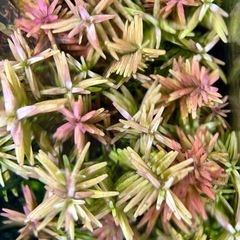 11/15投稿 水草 ロタラ インディカ5本の画像