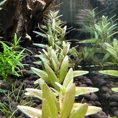 11/15投稿 水草 ロタラ インディカ5本の画像