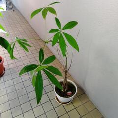 観葉植物３点セットの画像