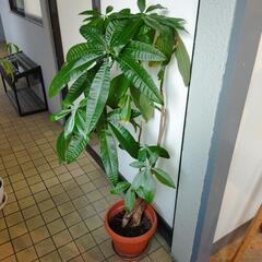 観葉植物３点セットの画像