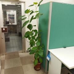 観葉植物３点セット