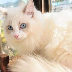 元保健所猫(保護猫)の里親さん募集 - 高知市
