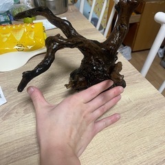 熱帯魚