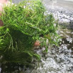 １５年物　ウィローモスです。　農薬などの心配なし。　＃水草、熱帯...