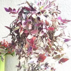 斑入り観葉植物