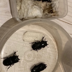 ［新成虫］タカラヒラタクワガタ(オスB品、メス3匹)