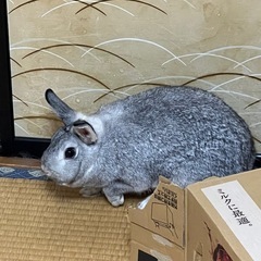 うさぎ