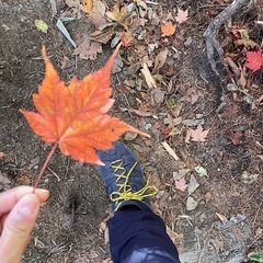 🍁紅葉見に行きませんか🍁@横谷峡