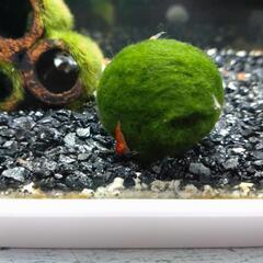 エビ（ピクシーシュリンプ）の画像