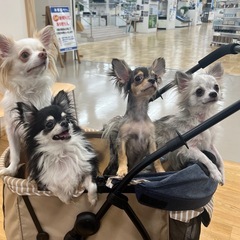 散歩部🐶