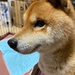 ‪☆受付停止中‪☆ 外にいるところを保護した柴犬たつ君