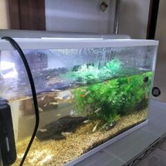 本日のみ！水槽セット熱帯魚+プレコ