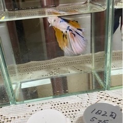 金魚のエサありませんか？
