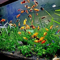 室内水槽用水草Aセット