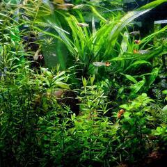 室内水槽用水草Aセットの画像