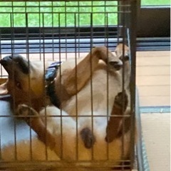 不要になったdogフード、catフード