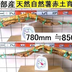 黒部産・超粘り！赤土粘土の典型的天然自然薯 780mm ≒850g