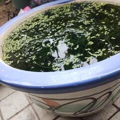 メダカ、エビ、水草、鉢