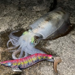 エギングメンバー募集！！🦑