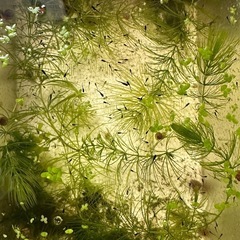 メダカ10匹 の画像