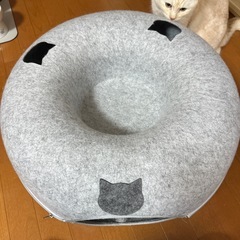 猫　ドーナツ