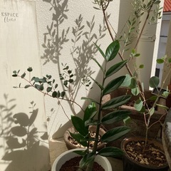 🌱ザミオクルカス　金銭樹