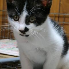 里親決定‼️里親募集の男の子🐈‍⬛ᯓᡣ𐭩