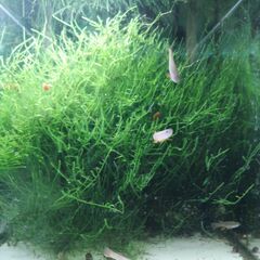 卵生メダカ　Aphyosemion striatum ♂のみ 6...