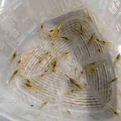 ※🐟ミナミヌマエビ【生体】※20匹〜70円の画像