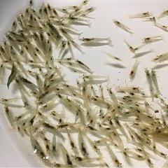 ※🐟ミナミヌマエビ【生体】※20匹〜70円の画像