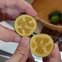【あげます】美味しい果物、フェイジョア_SSサイズ　お1人様50...