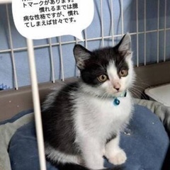🚨緊急保護‼️子猫祭り‼️11月17日(日)すみれペットクリニッ...