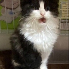 🚨緊急保護‼️子猫祭り‼️11月17日(日)すみれペットクリニッ...
