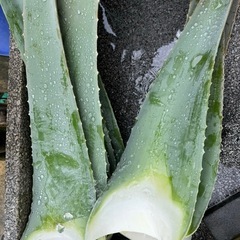 アロエベラ生葉さしあげます。
