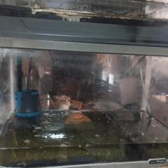 60㌢水槽セットの画像