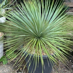 ユッカ サファイアスカイズ アガベ