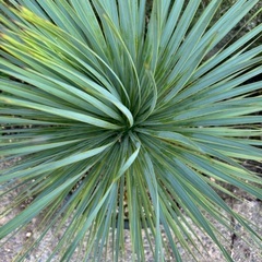 ユッカ サファイアスカイズ アガベ