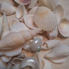 貝殻