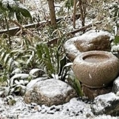 茶道裏千家🍵月紫野庵の画像
