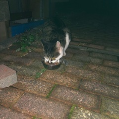 キジシロ迷子猫